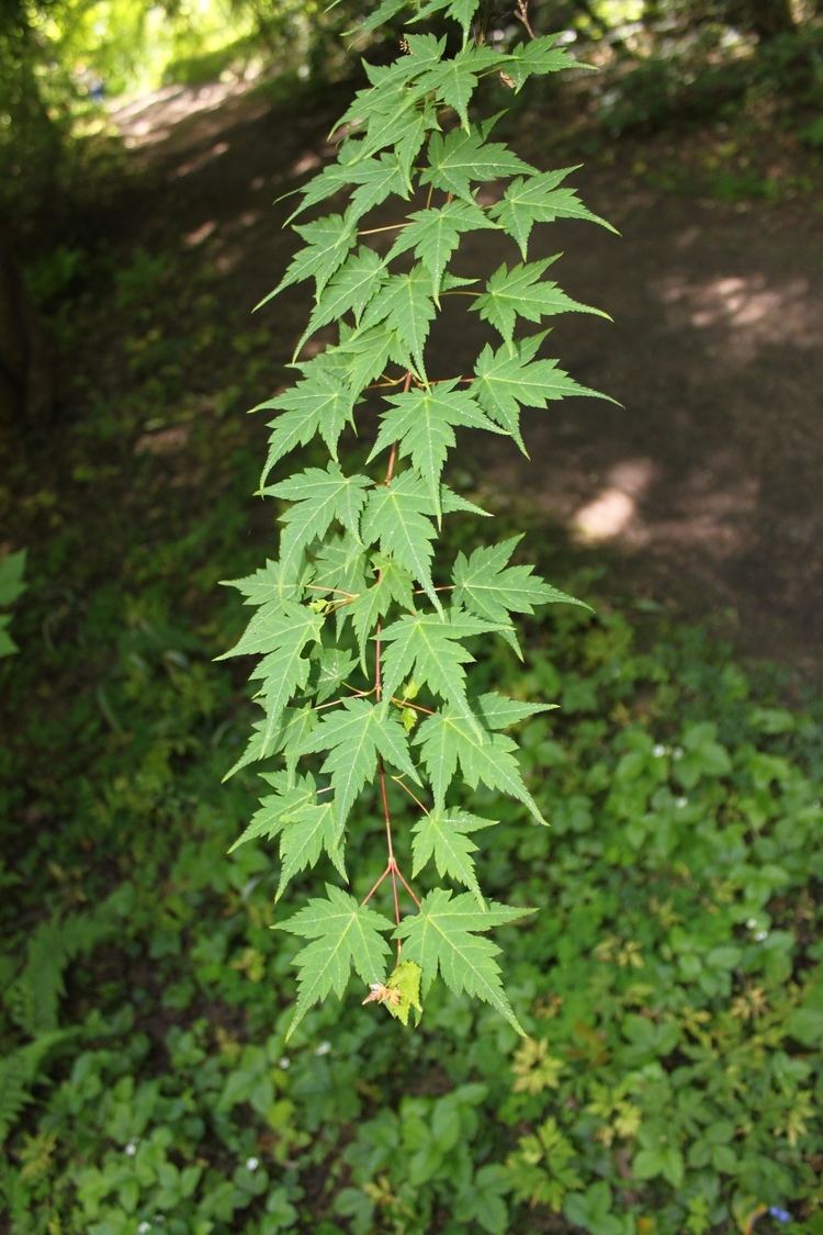 Acer micranthum httpsuploadwikimediaorgwikipediacommons99