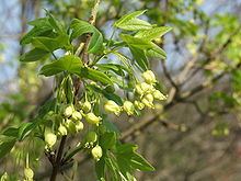 Acer monspessulanum Acer monspessulanum Wikipedia