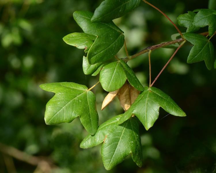 Acer monspessulanum FileAcer monspessulanumcherves Charentejpg Wikimedia Commons