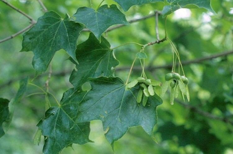 Acer nigrum Acer nigrum black maple Go Botany