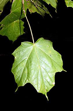 Acer nigrum Acer nigrum Fact Sheet