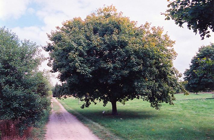 Acer nigrum 1000 images about Acer Nigrum Black Maple on Pinterest