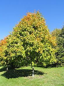 Acer nigrum httpsuploadwikimediaorgwikipediacommonsthu