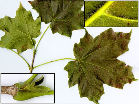 Acer nigrum Acer nigrum