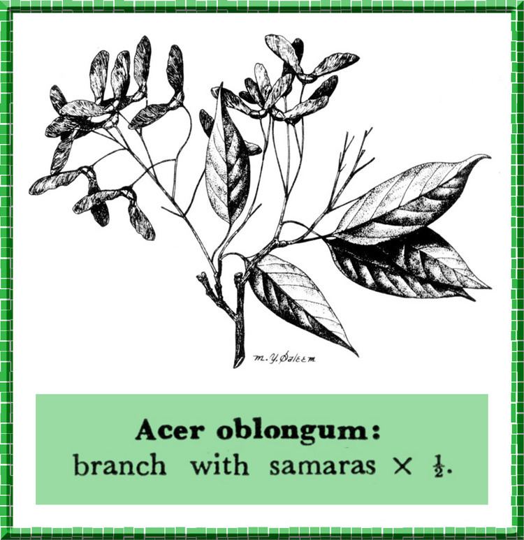 Acer oblongum Acer oblongum in Flora of Pakistan eflorasorg