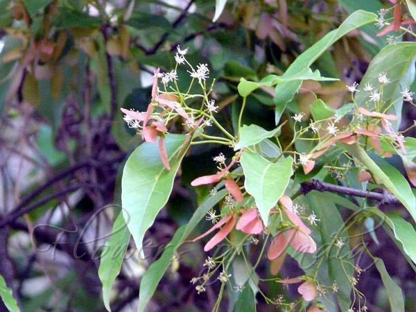 Acer oblongum Acer oblongum Himalayan Maple
