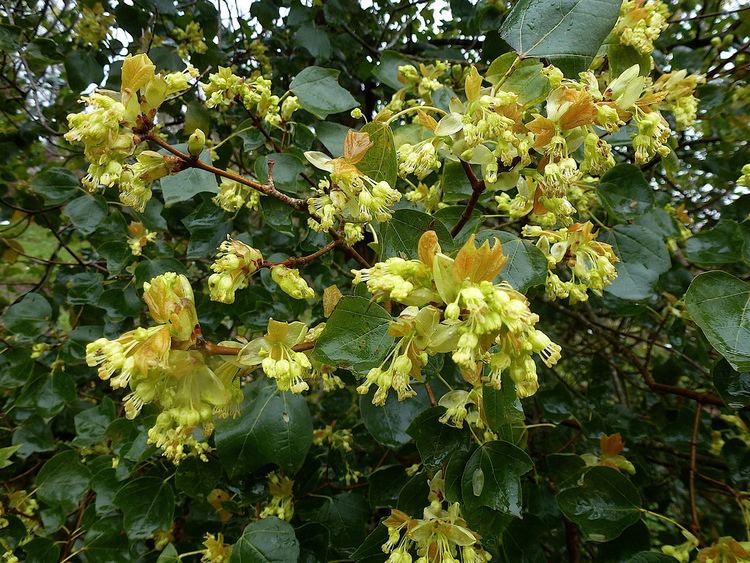 Acer obtusifolium Acer obtusifolium Sibth amp Sm 1809 SAPINDACEAE Sinnimo Flickr