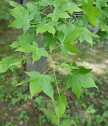 Acer oliverianum httpsuploadwikimediaorgwikipediacommonsthu