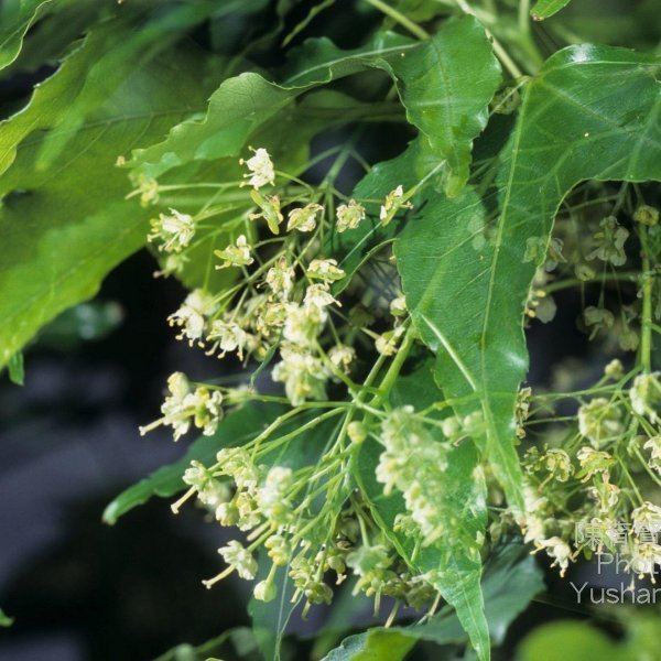 Acer oliverianum ACER OLIVERIANUM SERRULATUM Oliver Maple