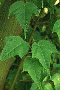 Acer pectinatum wwwplantexplorerscomvandusenimagesAcerpectin