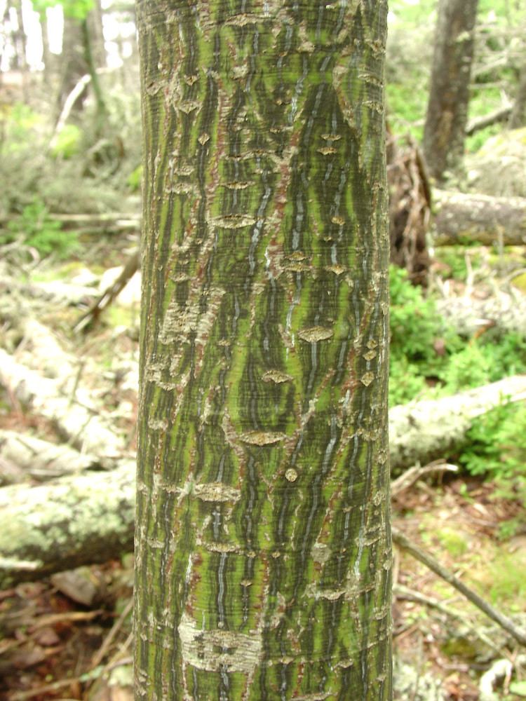Acer pensylvanicum Acer pensylvanicum goosefoot maple striped maple Go Botany