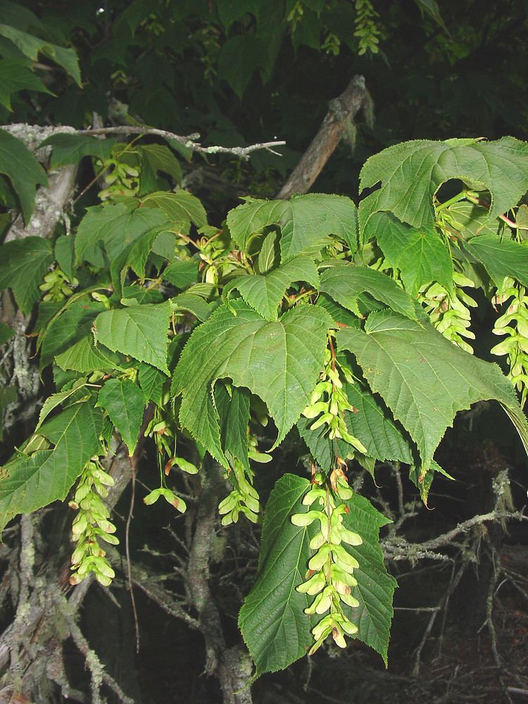 Acer pensylvanicum Acer pensylvanicum goosefoot maple striped maple Go Botany
