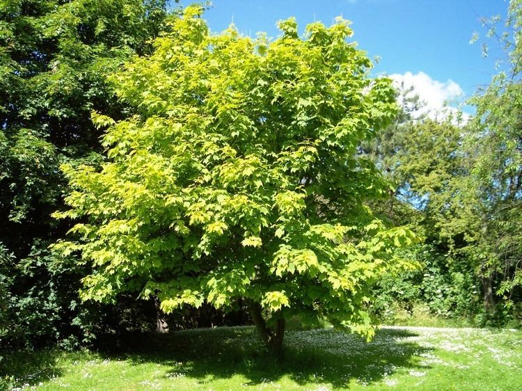 Acer pensylvanicum Acer pensylvanicum JerseyFriendly Yards