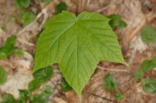 Acer pensylvanicum Acer pensylvanicum