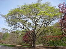 Acer pictum subsp. mono httpsuploadwikimediaorgwikipediacommonsthu