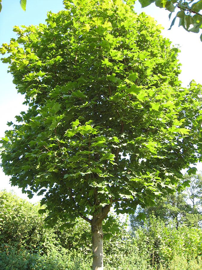 Acer platanoides Norway Maple Acer platanoides Chew Valley Trees