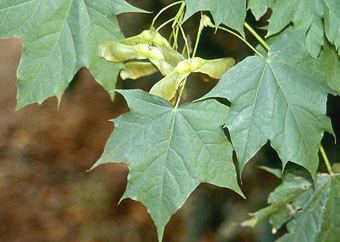Acer platanoides Species Acer platanoides