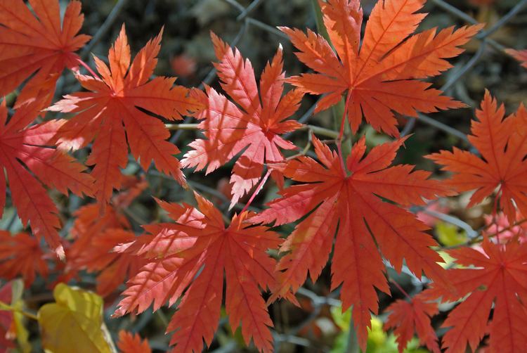 Acer pseudosieboldianum Acer pseudosieboldianum Wikiwand