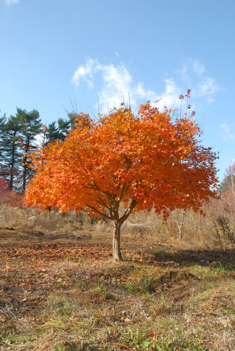 Acer pseudosieboldianum Great Hill Horicultural Foundation