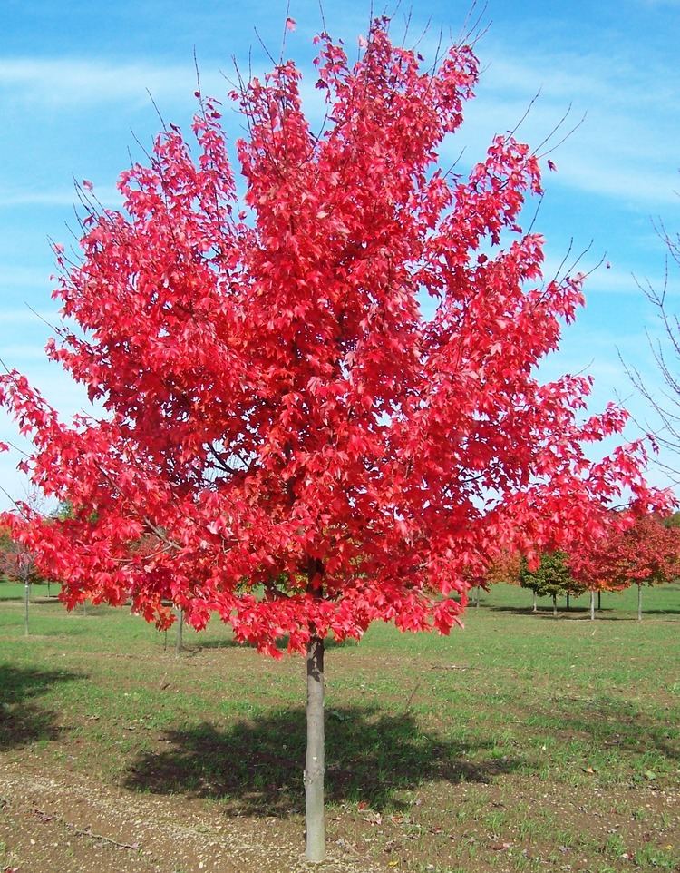 Acer rubrum 1000 images about acer rubrum on Pinterest Trees Red maple tree