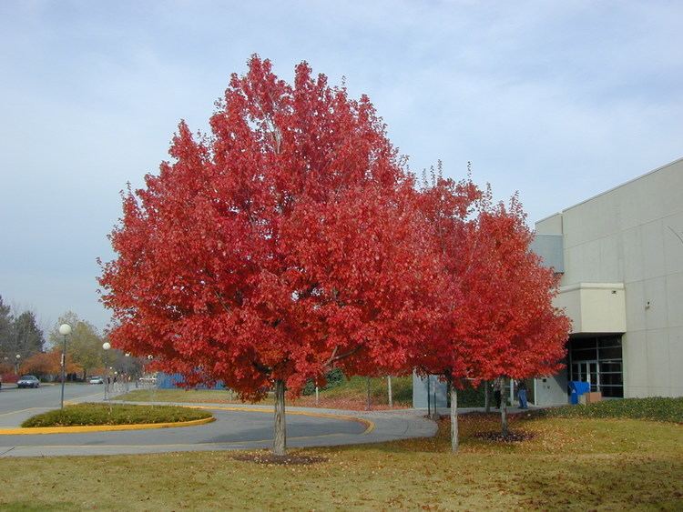 Acer rubrum Trees of Santa Cruz County Acer rubrum Red Maple