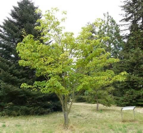 Acer rufinerve treeshopcouk Grey Budded Snakebark Maple acer rufinerve