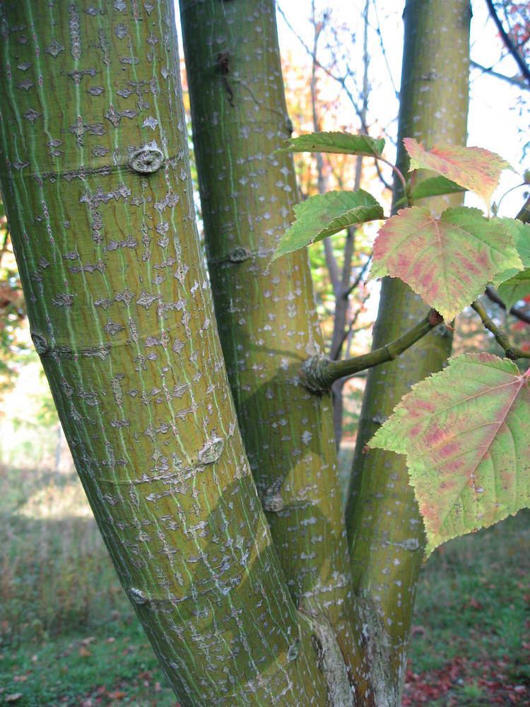 Acer rufinerve FileAcer rufinerve trunc 02 by Line1JPG Wikimedia Commons
