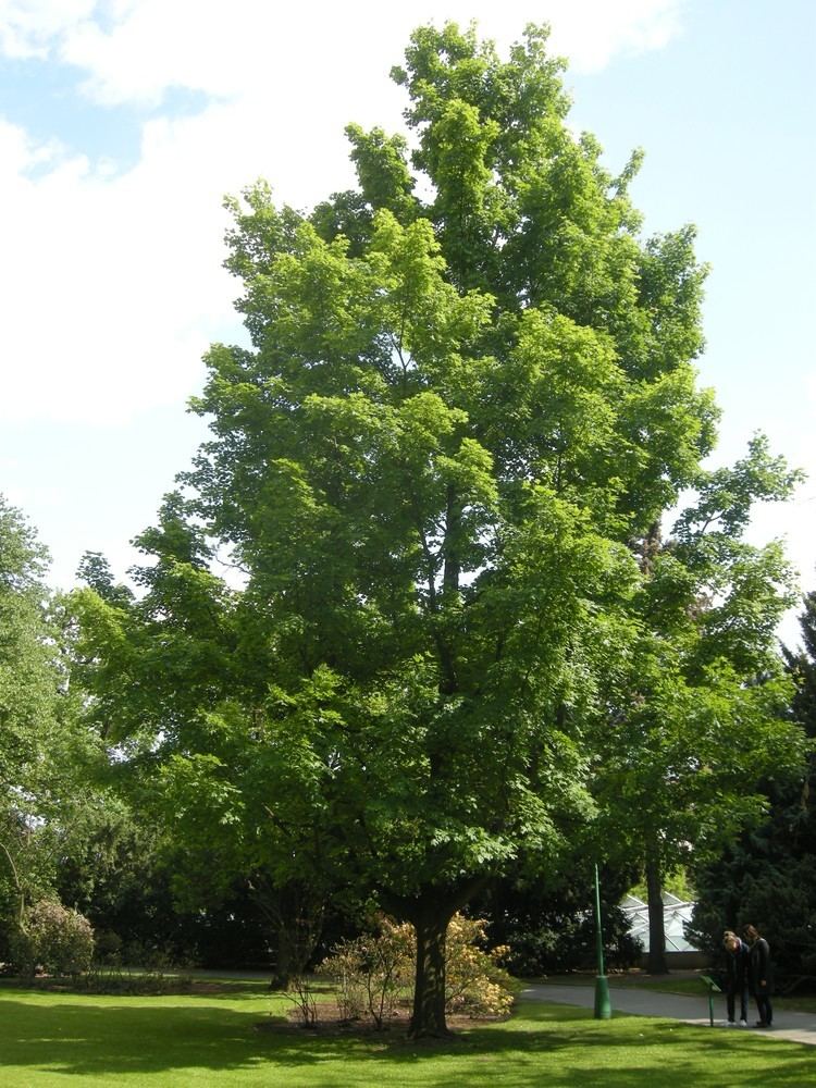 Acer saccharum Sugar Maple Acer saccharum Great Plains Nursery