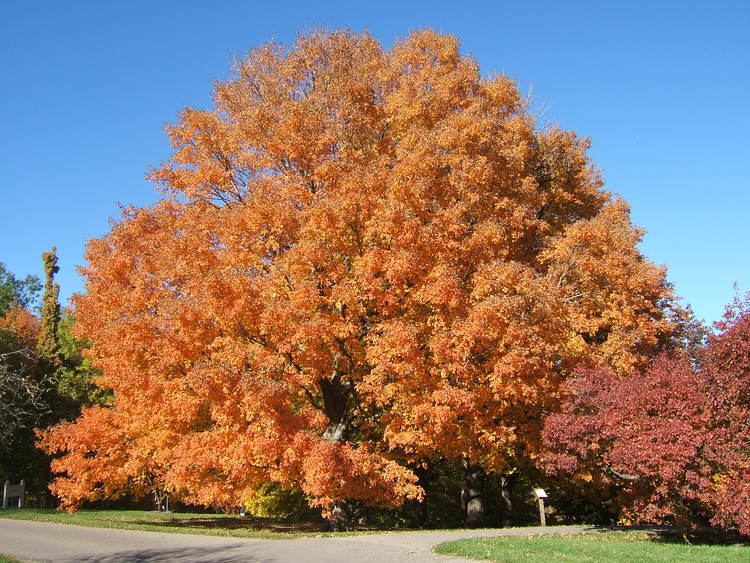 Acer saccharum Acer saccharum Sugar Maple Leafland