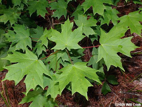 Acer saccharum Sugar Maple Acer saccharum