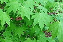 Acer sieboldianum Acer sieboldianum Wikipedia