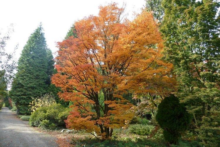 Acer sieboldianum Panoramio Photo of Acer sieboldianum in het von Gimborn Arboretum