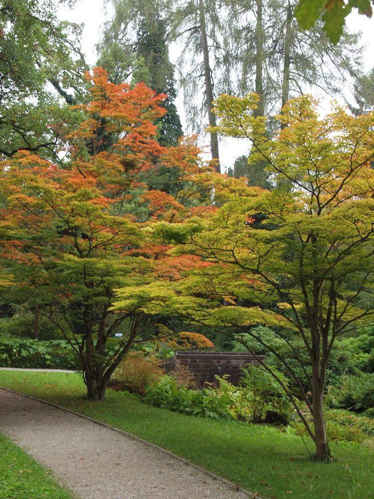 Acer sieboldianum FileAcer sieboldianum Munich Botanic gardensJPG Wikimedia Commons