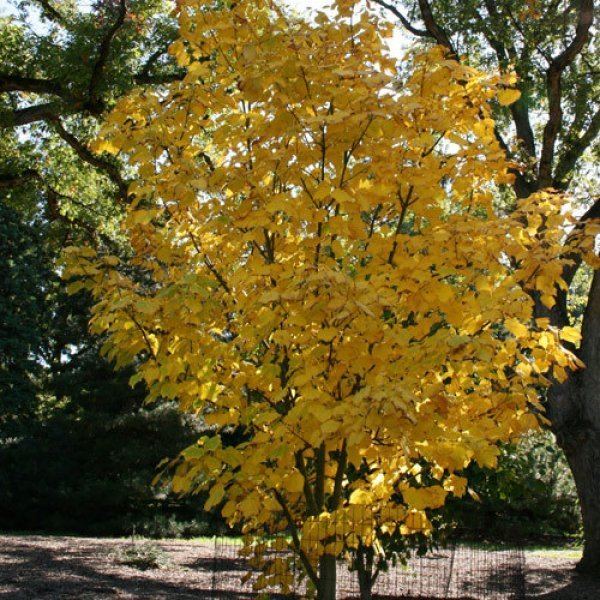 Acer tegmentosum ACER TEGMENTOSUM Manchurian Striped Maple
