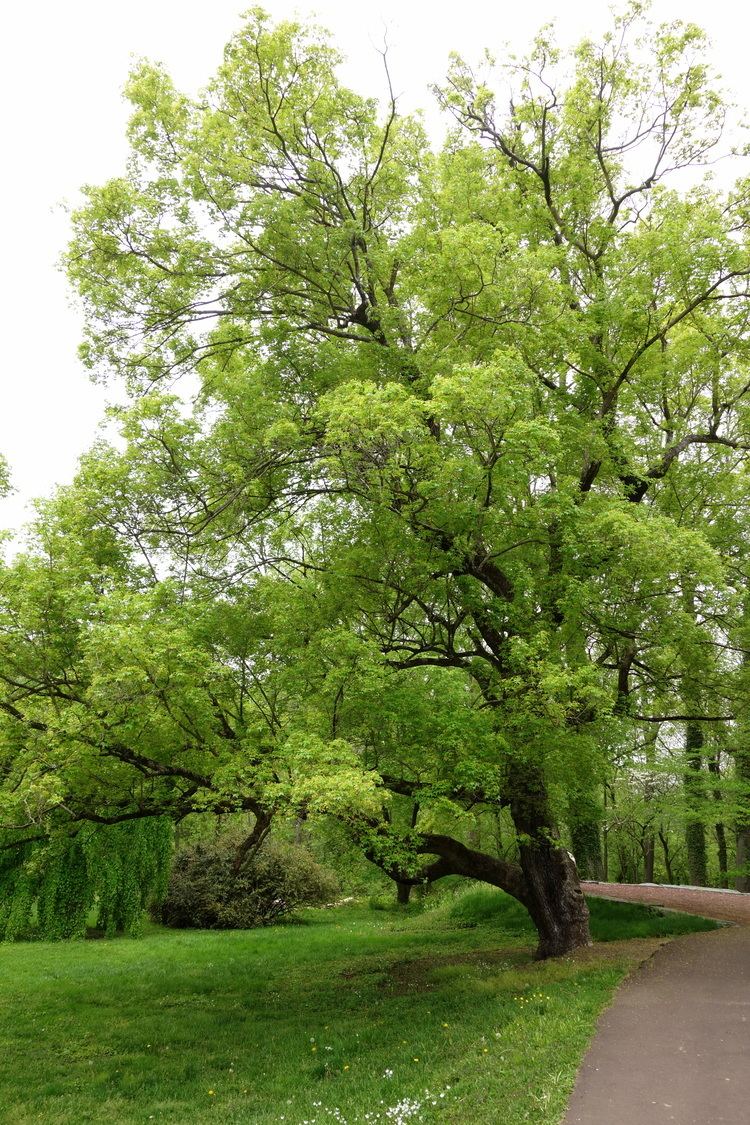 Acer truncatum FileAcer truncatum Morris Arboretum DSC00272JPG Wikimedia