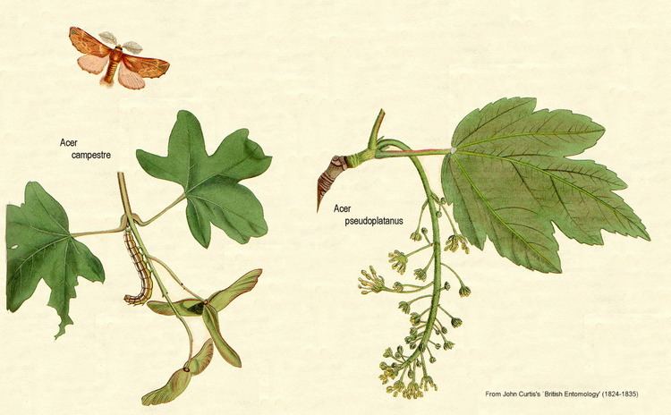 Aceraceae Angiosperm families Aceraceae Juss