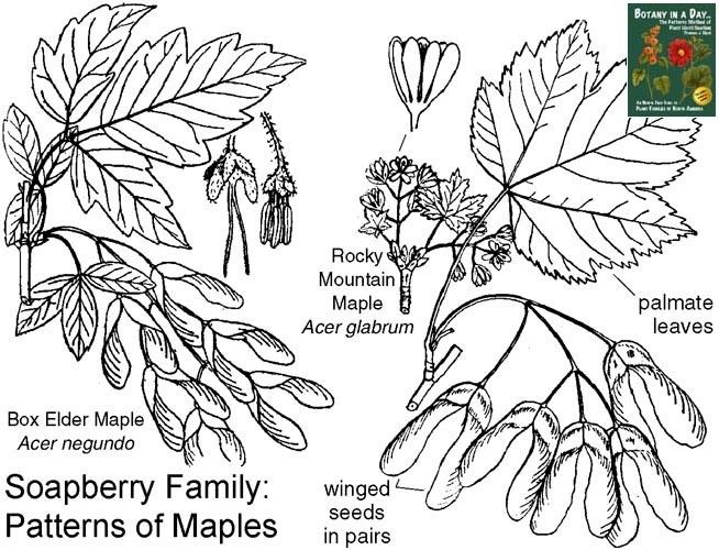 Aceraceae Aceraceae Maple Family Identify plants flowers shrubs and trees