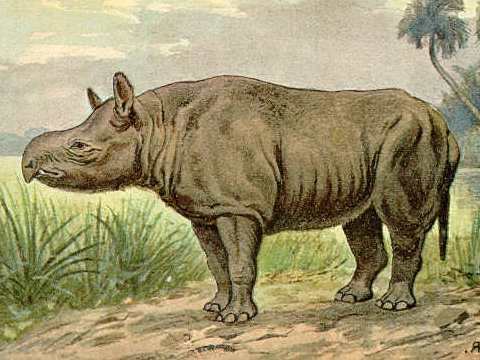 Aceratherium httpsuploadwikimediaorgwikipediacommonscc