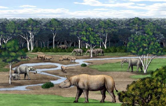 Aceratherium Aceratherium porpani New Late Miocene Species of Hornless Rhino