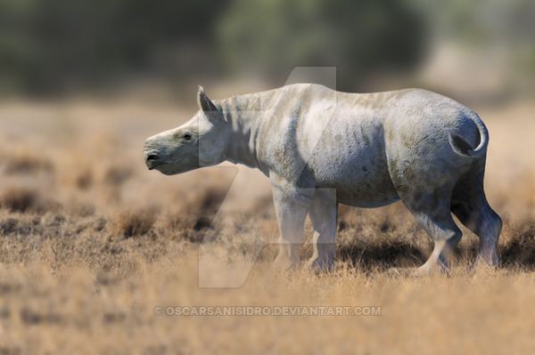 Aceratherium Aceratherium incisivum by OscarSanisidro on DeviantArt