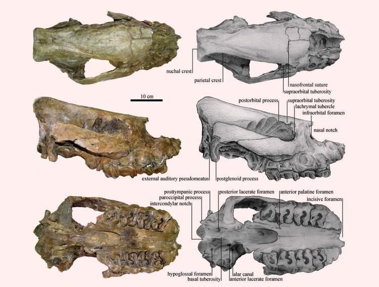 Aceratherium Aceratherium porpani New Late Miocene Species of Hornless Rhino