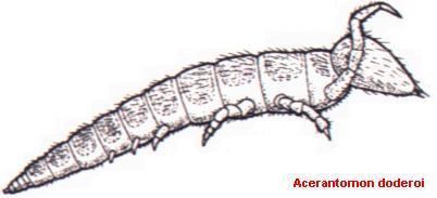 Acerentomidae