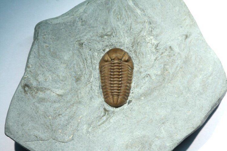 Acernaspis wwwfossilmallcomEDCOPEEnterprisestrilobitest