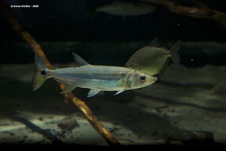 Acestrorhynchus Acestrorhynchus pantaneiro Seriously Fish
