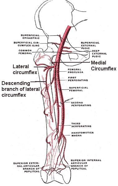 Acetabular branch of medial circumflex femoral artery