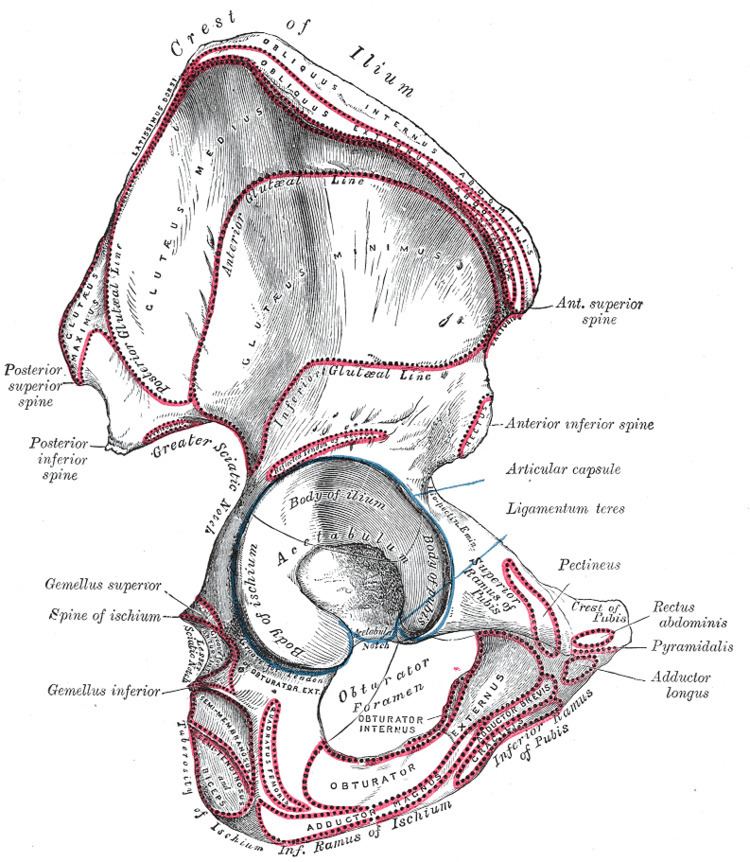 Acetabular notch