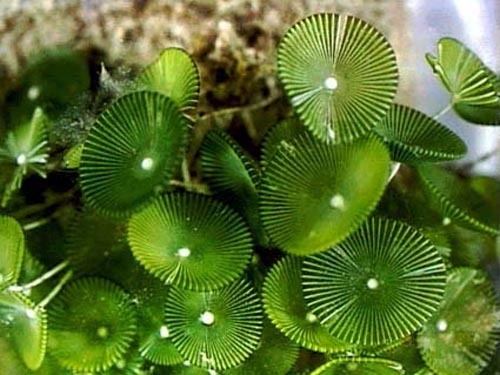 Top view of the Acetabularia algae
