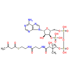 Acetoacetyl-CoA acetoacetylCoA C25H40N7O18P3S ChemSpider