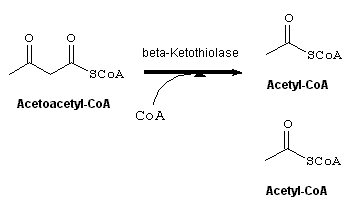 Acetoacetyl-CoA EAWAGBBD reaction reacID r0201