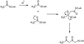 Acetoacetyl-CoA Formation of AcetoacetylCoA Through Claisen Condensation of Two